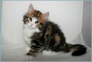 Male Siberian Kitten from Deedlebug Siberians